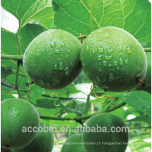 Edulcorante Natural de Alta Qualidade Livre Monk Fruit Extrato 10% ~ 55% Mogroside V pó pó de extrato de monge da fruta